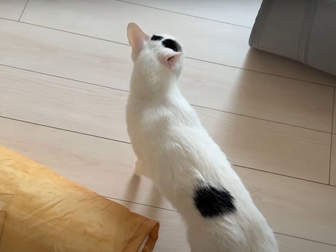 前を歩く猫