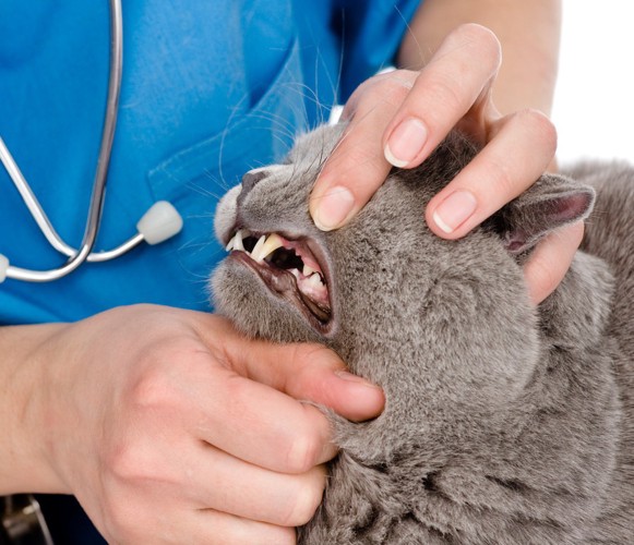 猫の口を開けさせる獣医