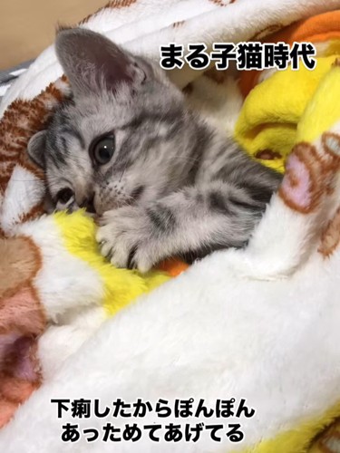 毛布に包まれる子猫