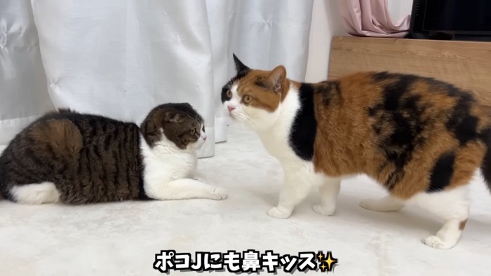 座る猫と立っている三毛猫