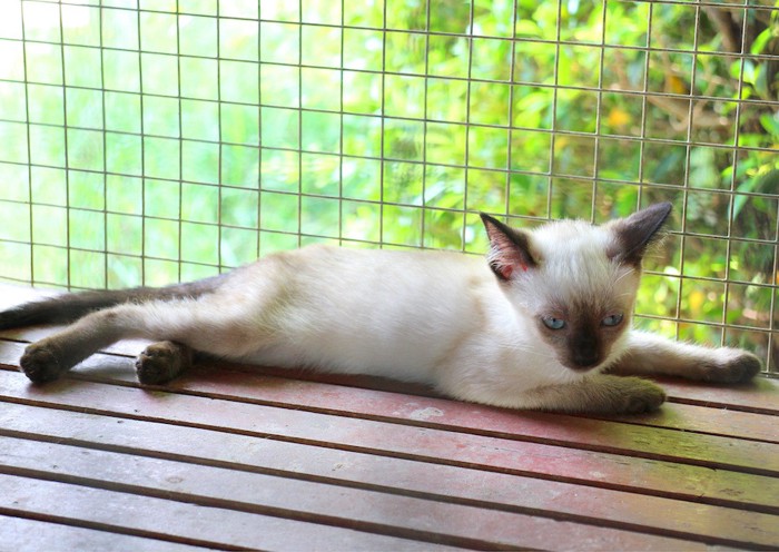 ケージでくつろぐシャムの子猫