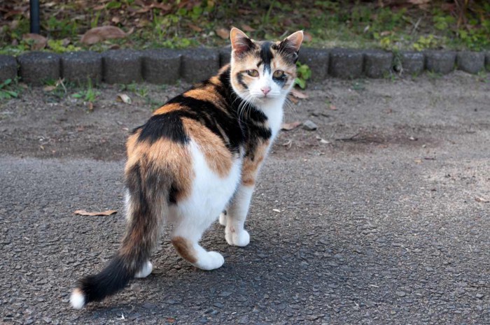 呼ばれて振り向く猫