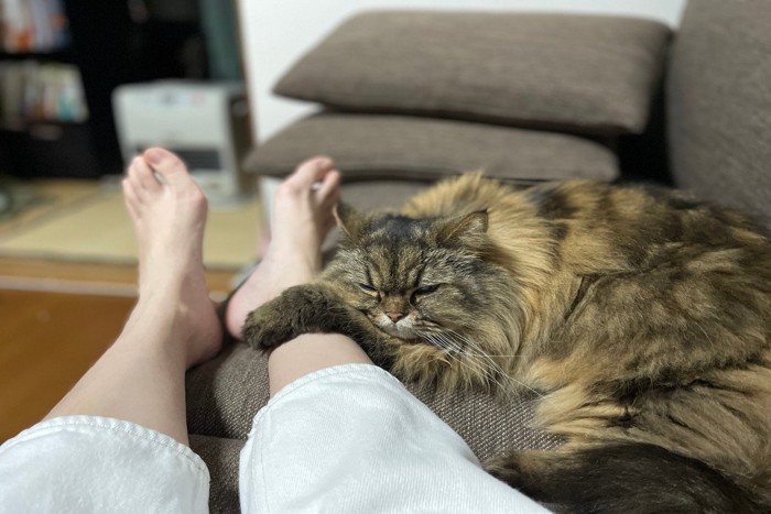 足元に寄り添う猫