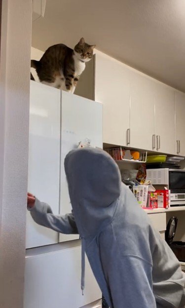 冷蔵庫の上に座っている猫とそれを見ている人