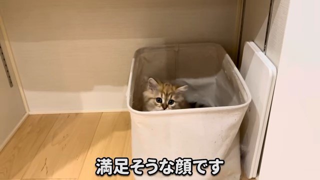 箱の中の子猫