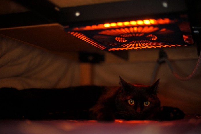 こたつに入る猫