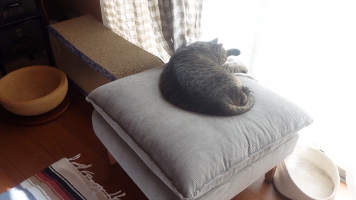 寝る猫