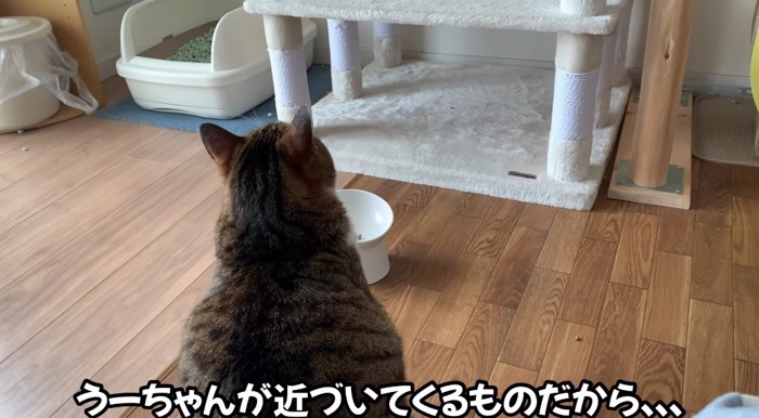 座っている猫