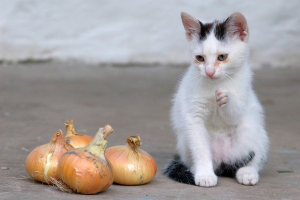 玉ねぎのそばに立つ子猫