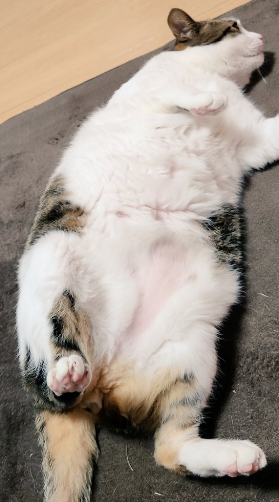 くつろぐ猫