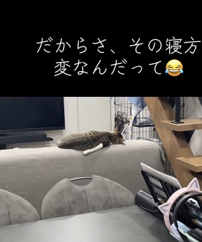 猫の後ろ姿の写真1