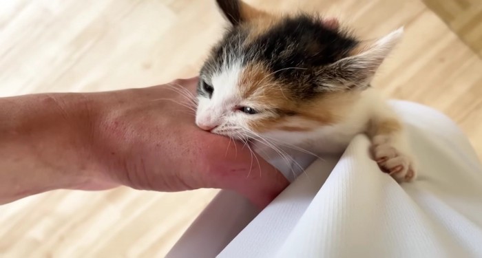 手を甘噛みする三毛さん