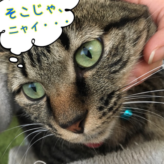 不満げな猫