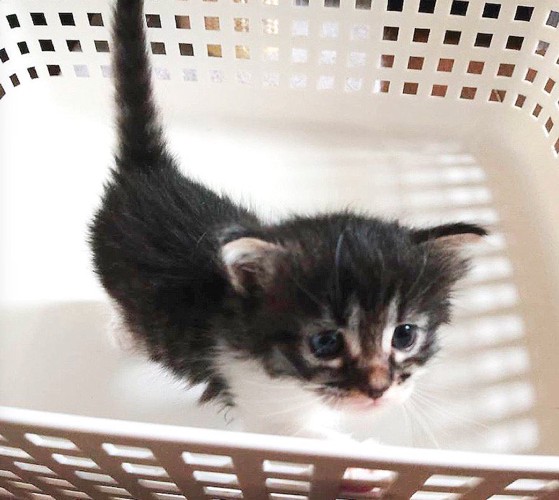カゴの中に入っている子猫