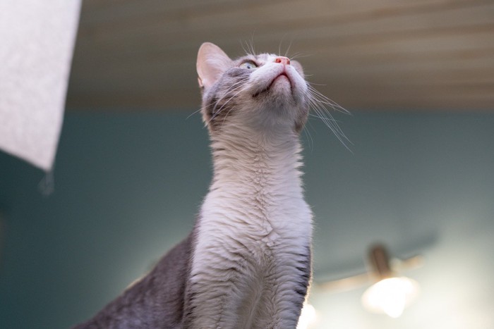 気配を察知する猫