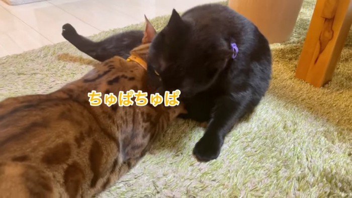 黒猫のミルクを飲もうとする猫