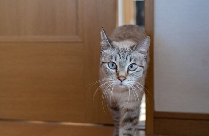 ドアの隙間を通る猫