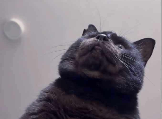 舌を出しっぱなし