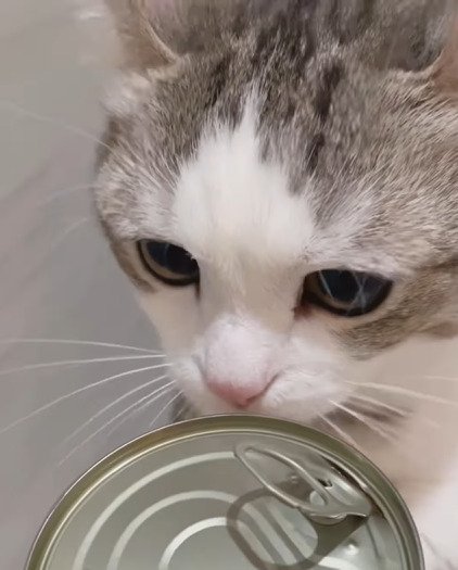 缶のにおいを嗅ぐ猫