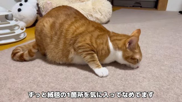 絨毯を舐める猫