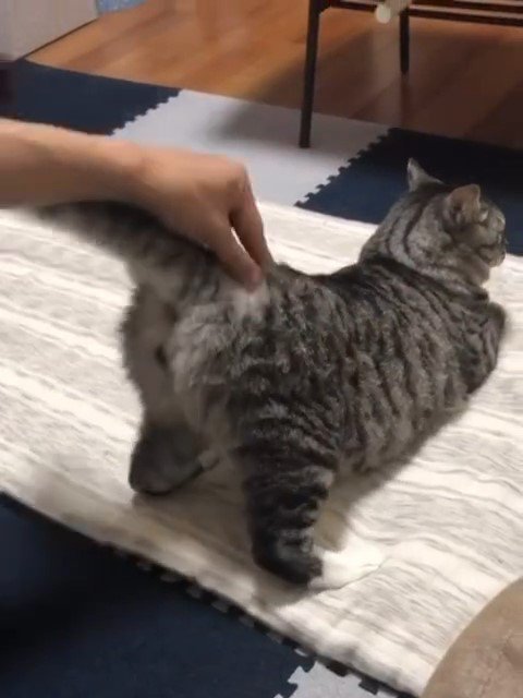 おしりをあげる猫