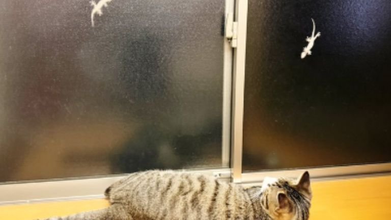猫とヤモリ