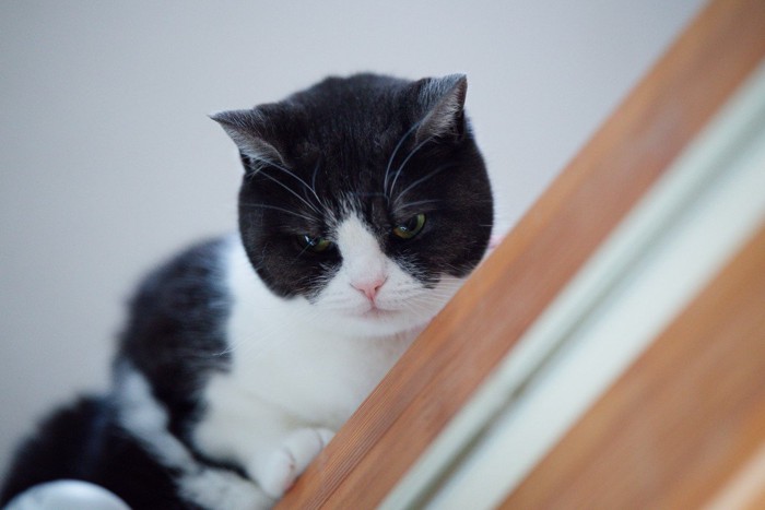不機嫌な猫