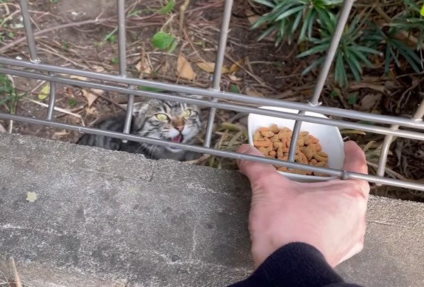 フェンス越しにご飯をもらう猫