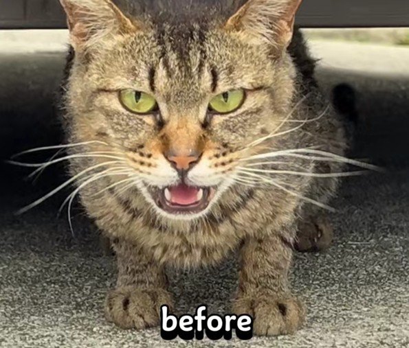 威嚇する猫