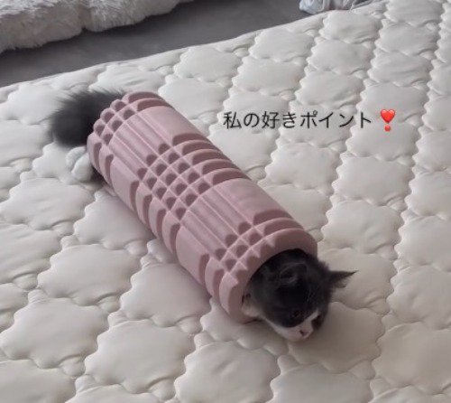 フォームローラーの中で静かにしている猫