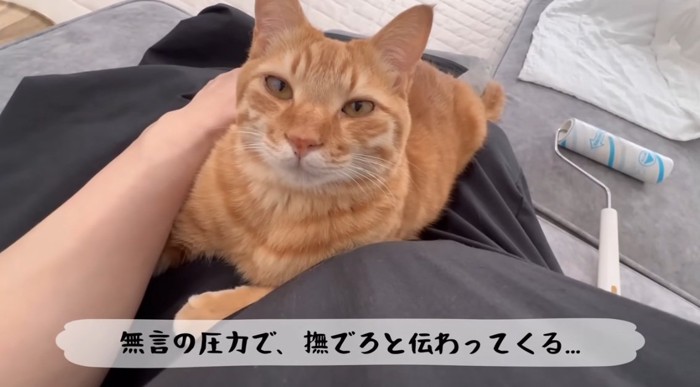膝の上にいるとら猫