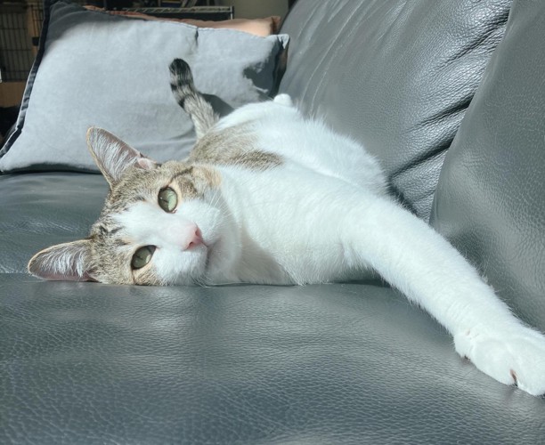 ソファーで横になる猫