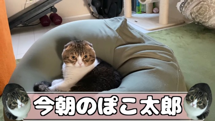 クッションの上に座る猫