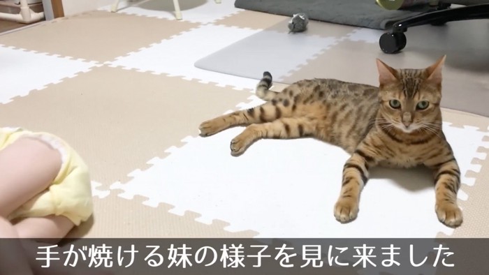 寄り添う猫