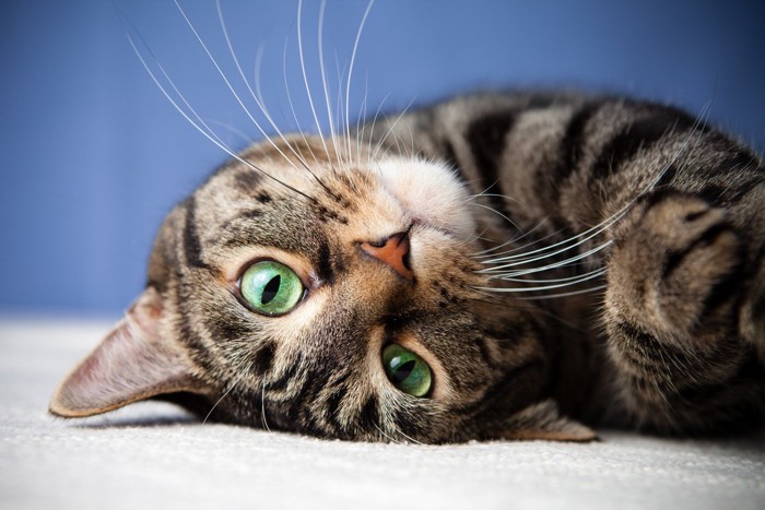 逆さまになる猫