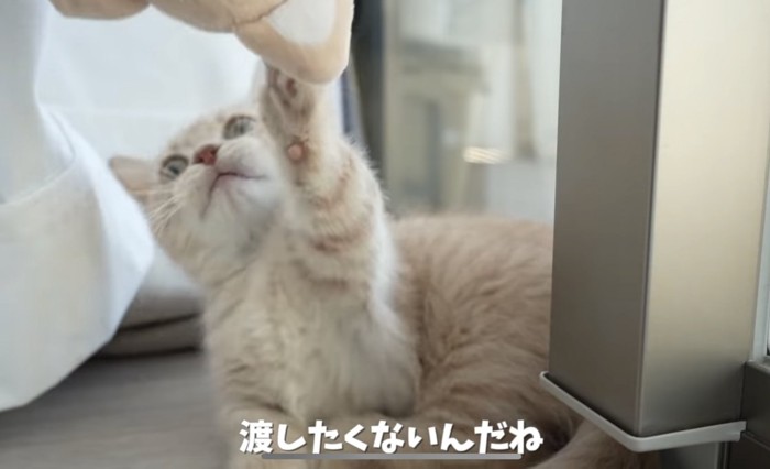 おもちゃを渡したくない猫