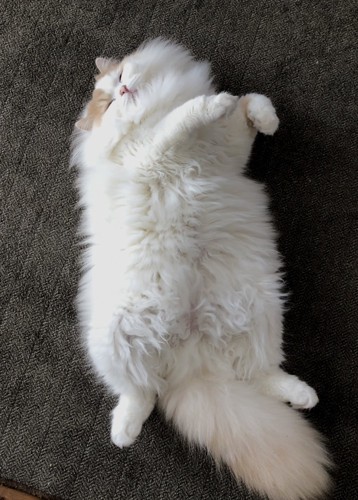 仰向けの猫