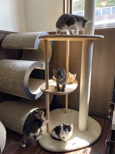 遊ぶ子猫たち