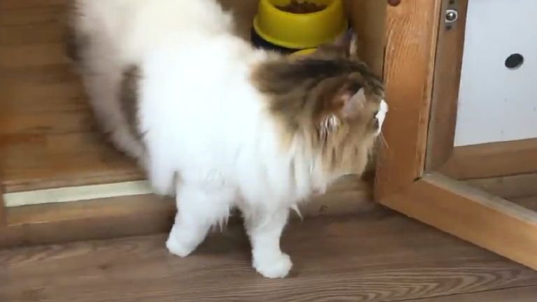 部屋から出る猫