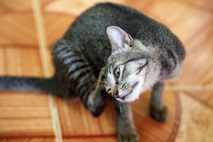 頭を後ろ足でかく猫