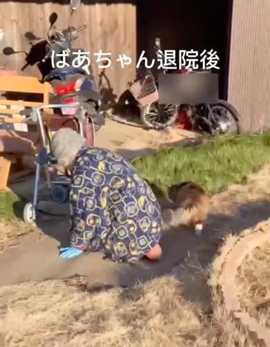 ウロウロする猫