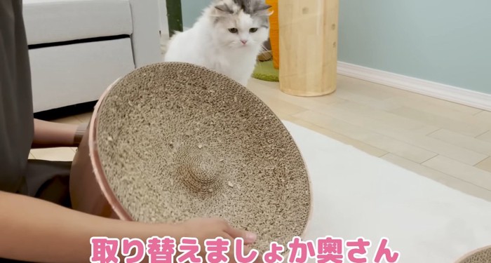 見つめる猫