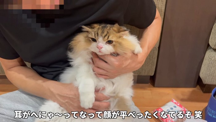 耳を倒している猫