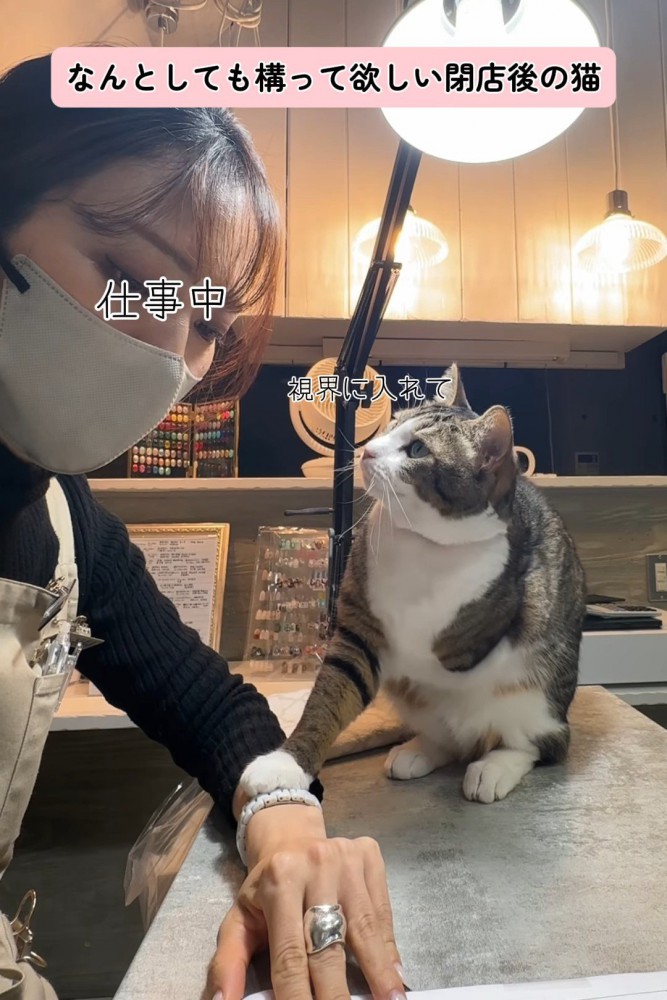 人の顔を見る猫