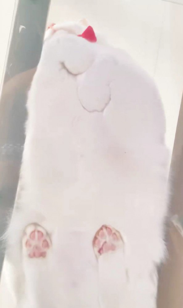 キャットウォークに座る猫