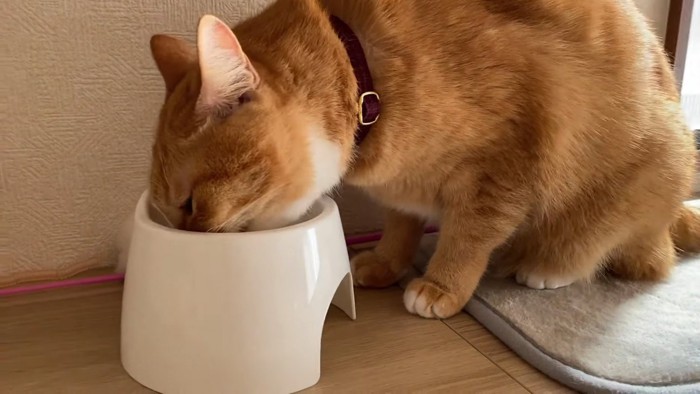 ごはんを食べる猫