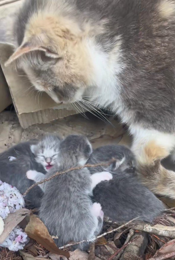 母猫と子猫