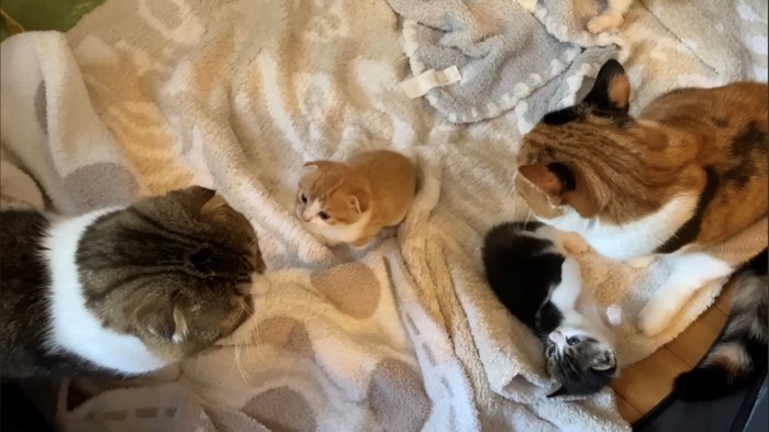そろそろと子猫たちに近づくパパ猫の頭