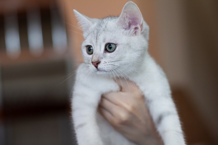 人の手に抱きかかえられているバーミラの子猫