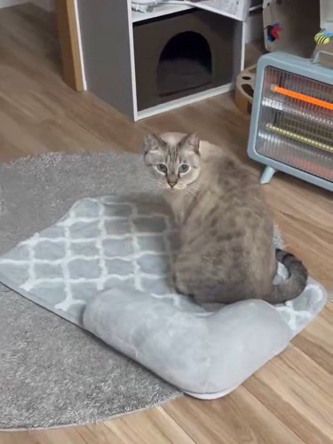 目を丸くする猫